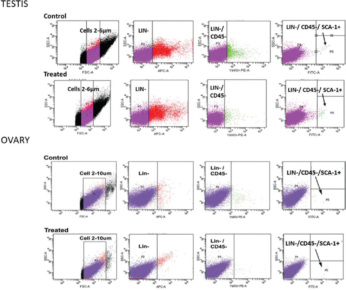 Flow cytometry analysis of VSELs in adult intact and chemoablated mouse testis and ovary. VSELs are small in size (2-6 μm) and have a surface phenotype of LIN-CD45-SCA-1+. Their numbers are increased in the chemoablated gonads. VSELs were found to be 0.03 per cent in normal and 0.06 per cent in chemoablated testis and 0.02 per cent in normal and 0.03 per cent in chemoablated ovary of total events analyzed. Source: Reproduced with permission from Refs 5167.